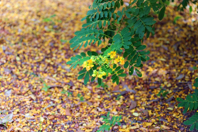 Autumn Arrives at Our School